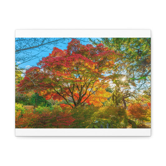 Kyoto Maple Autumn Canvas Wall Art — Vivid Red & Orange Fall Foliage near Ginkaku-ji, Japan