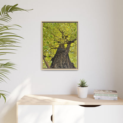 Sunlit Green Tree Canopy Framed Canvas Print — Botanical Nature Wall Art