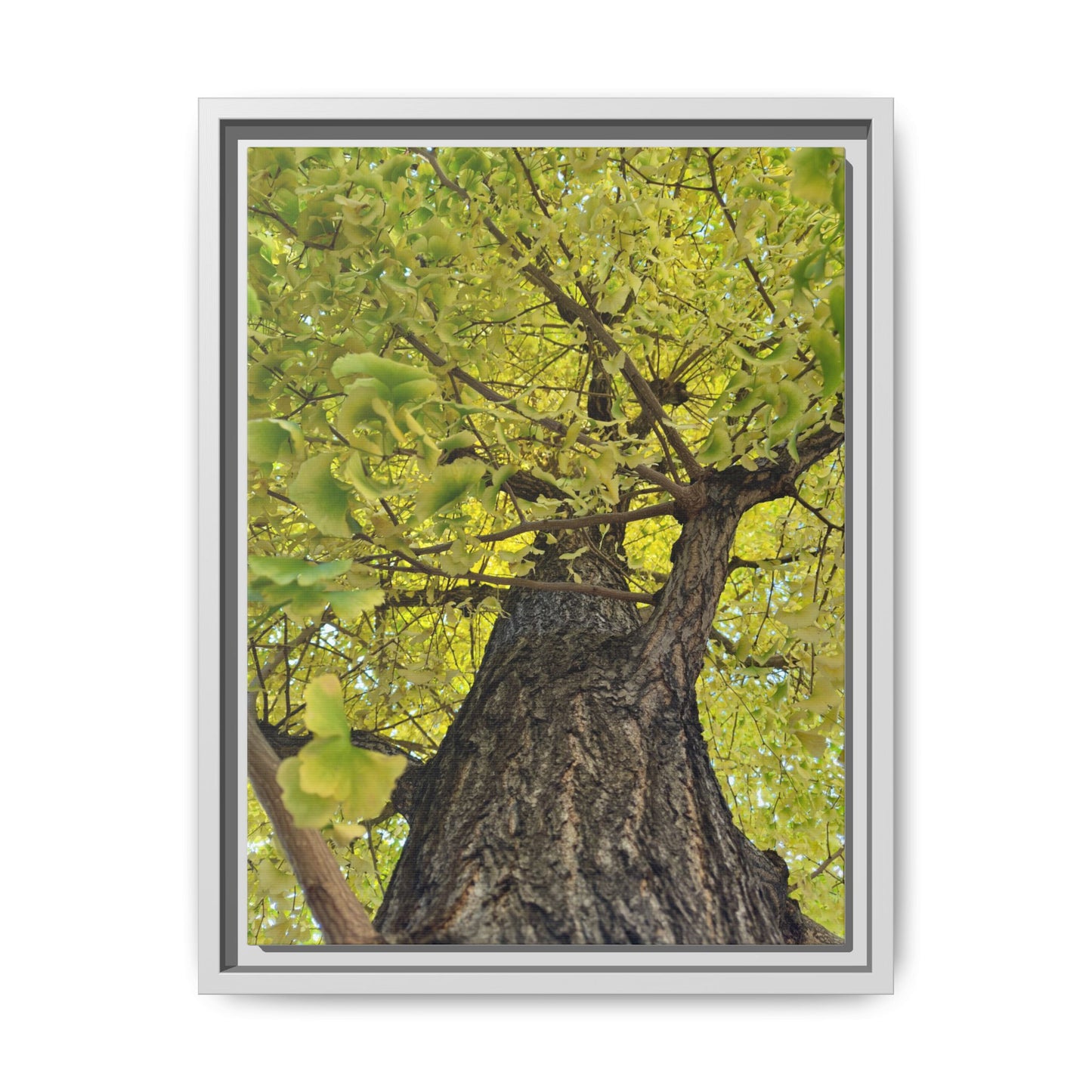 Sunlit Green Tree Canopy Framed Canvas Print — Botanical Nature Wall Art