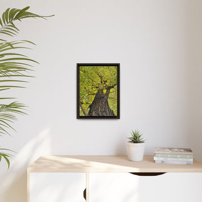 Sunlit Green Tree Canopy Framed Canvas Print — Botanical Nature Wall Art