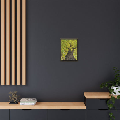 Sunlit Green Tree Canopy Framed Canvas Print — Botanical Nature Wall Art