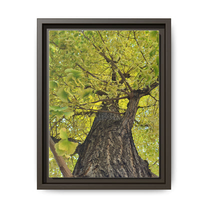 Sunlit Green Tree Canopy Framed Canvas Print — Botanical Nature Wall Art