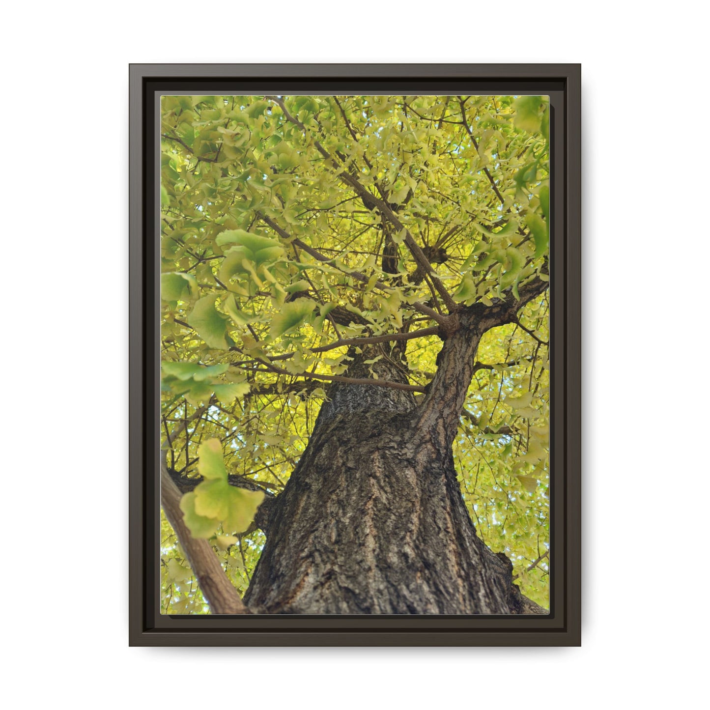 Sunlit Green Tree Canopy Framed Canvas Print — Botanical Nature Wall Art