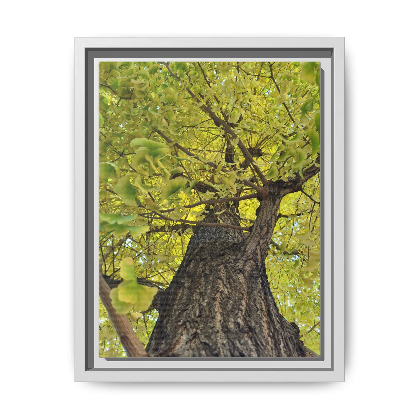 Sunlit Green Tree Canopy Framed Canvas Print — Botanical Nature Wall Art