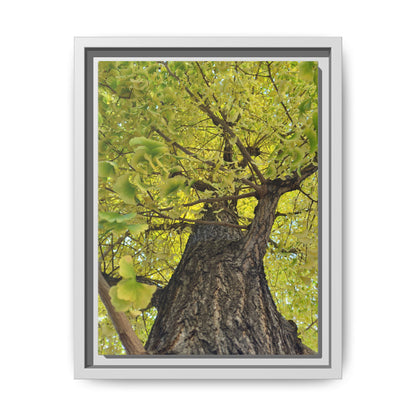 Sunlit Green Tree Canopy Framed Canvas Print — Botanical Nature Wall Art