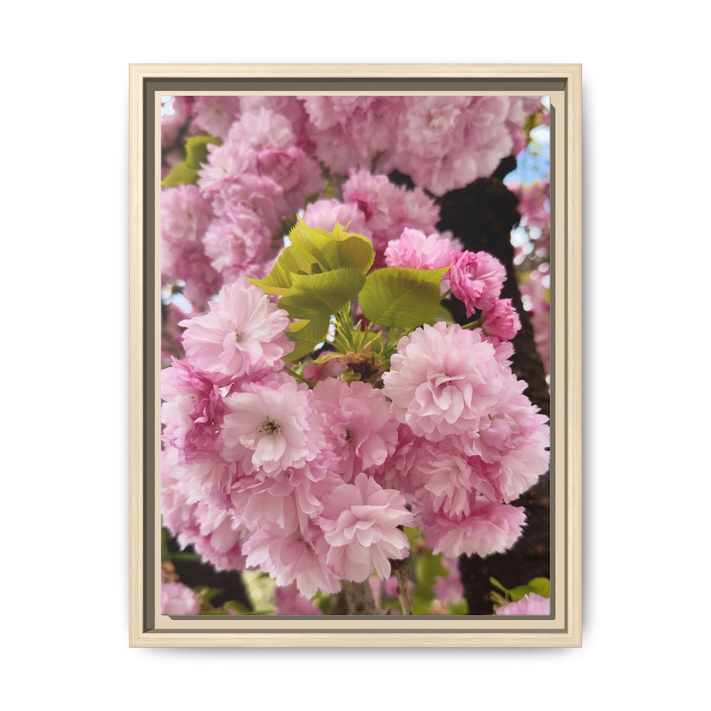 Pink Cherry Blossoms Framed Canvas Print — Japanese Spring Floral Wall Art