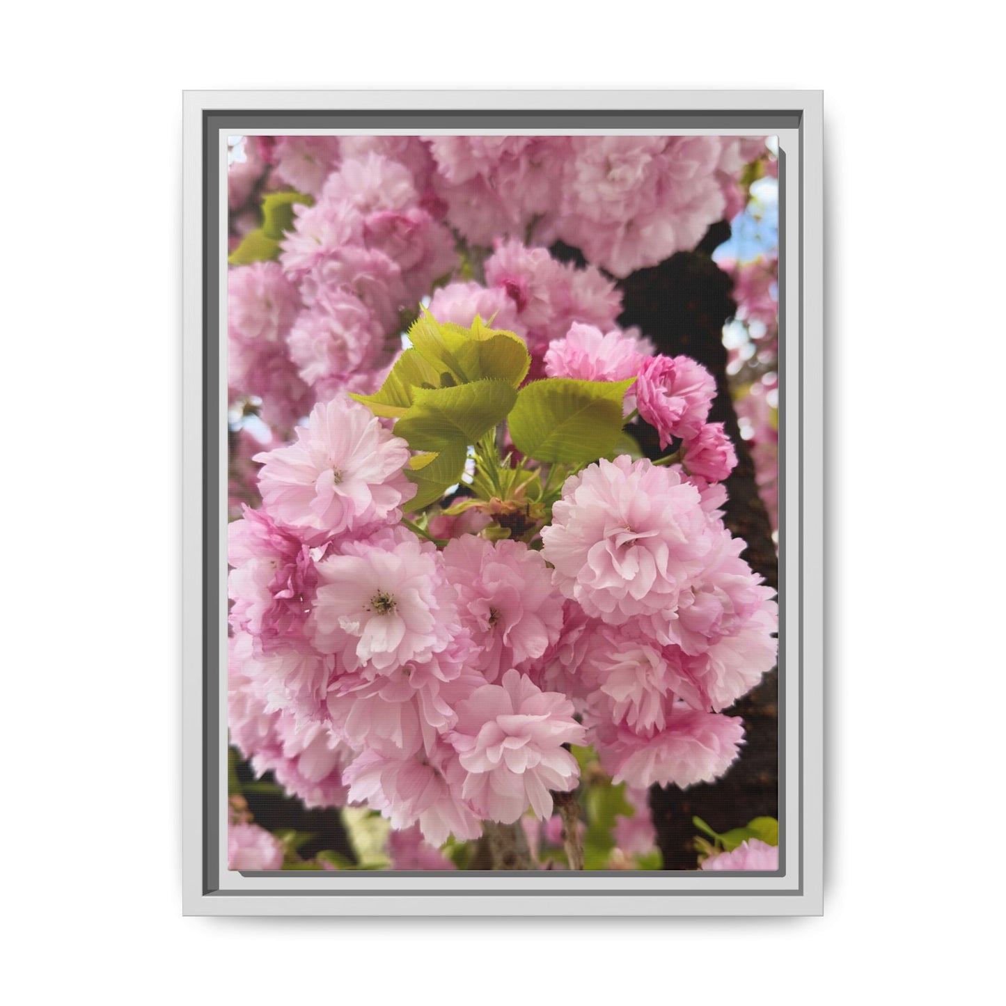 Pink Cherry Blossoms Framed Canvas Print — Japanese Spring Floral Wall Art