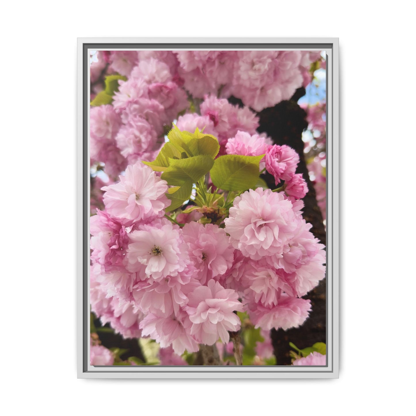 Pink Cherry Blossoms Framed Canvas Print — Japanese Spring Floral Wall Art