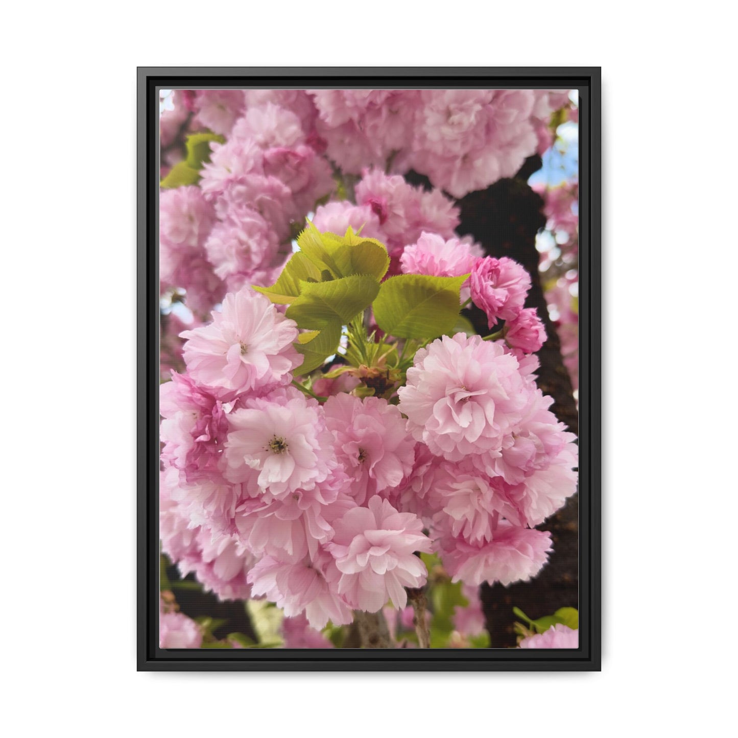 Pink Cherry Blossoms Framed Canvas Print — Japanese Spring Floral Wall Art