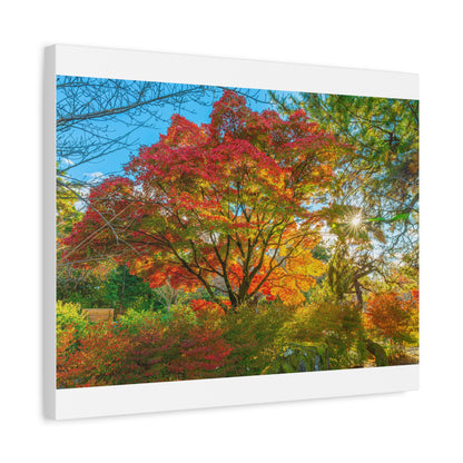 Kyoto Maple Autumn Canvas Wall Art — Vivid Red & Orange Fall Foliage near Ginkaku-ji, Japan