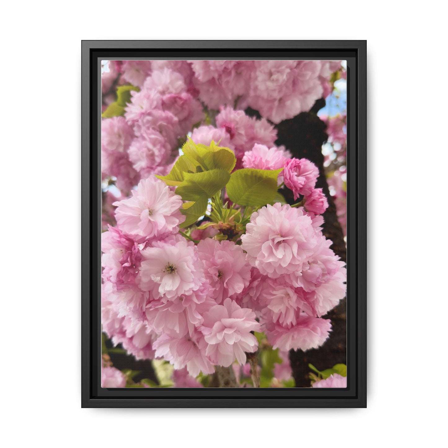 Pink Cherry Blossoms Framed Canvas Print — Japanese Spring Floral Wall Art