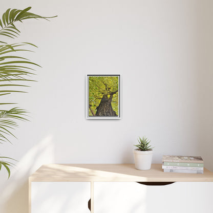 Sunlit Green Tree Canopy Framed Canvas Print — Botanical Nature Wall Art
