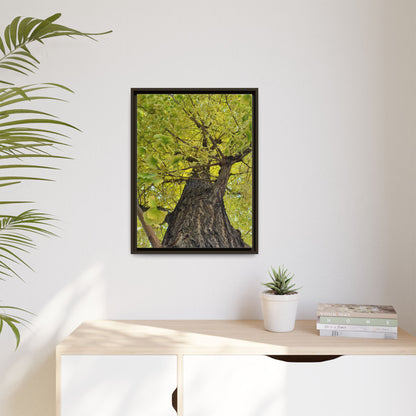 Sunlit Green Tree Canopy Framed Canvas Print — Botanical Nature Wall Art