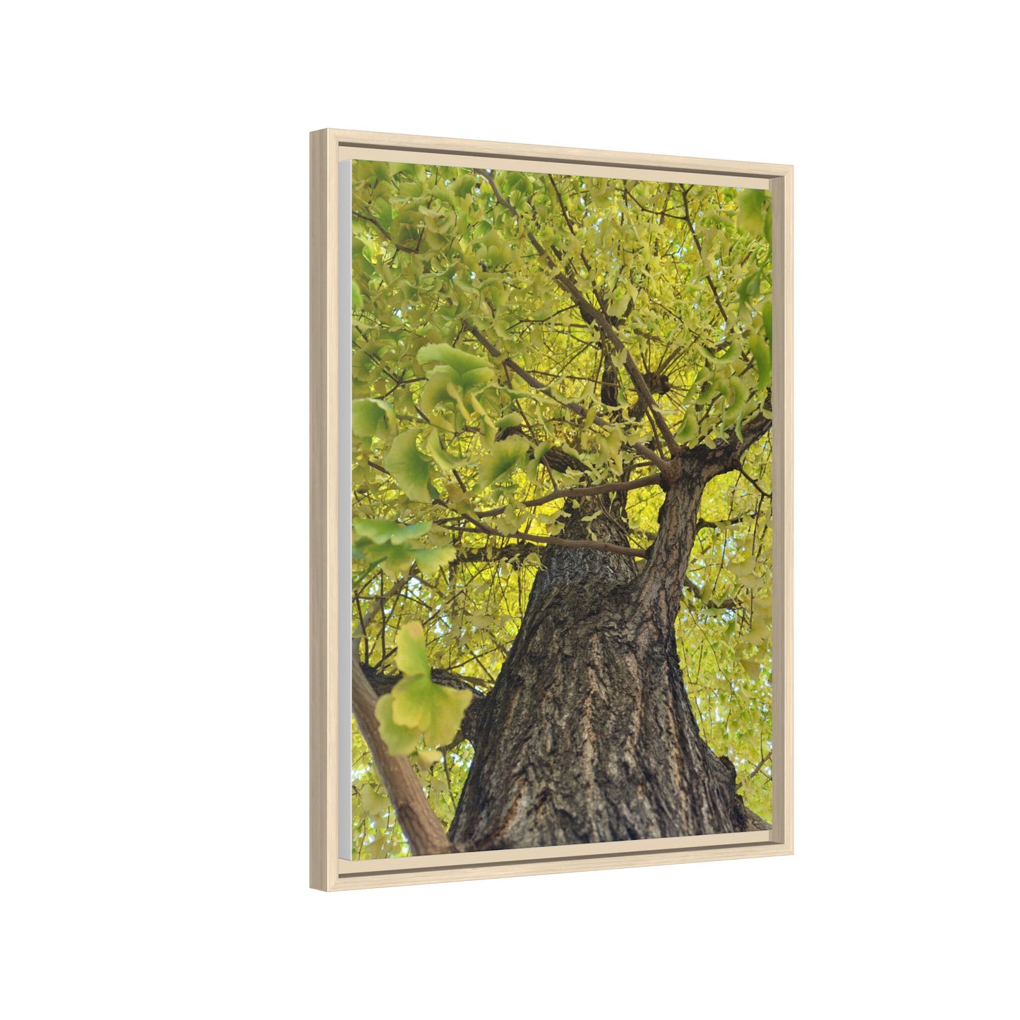 Sunlit Green Tree Canopy Framed Canvas Print — Botanical Nature Wall Art