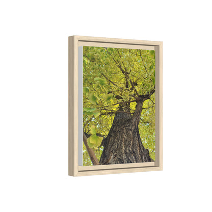 Sunlit Green Tree Canopy Framed Canvas Print — Botanical Nature Wall Art