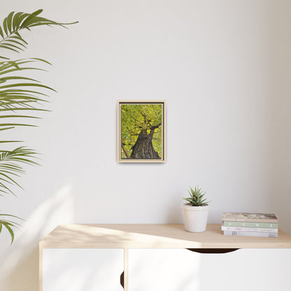 Sunlit Green Tree Canopy Framed Canvas Print — Botanical Nature Wall Art