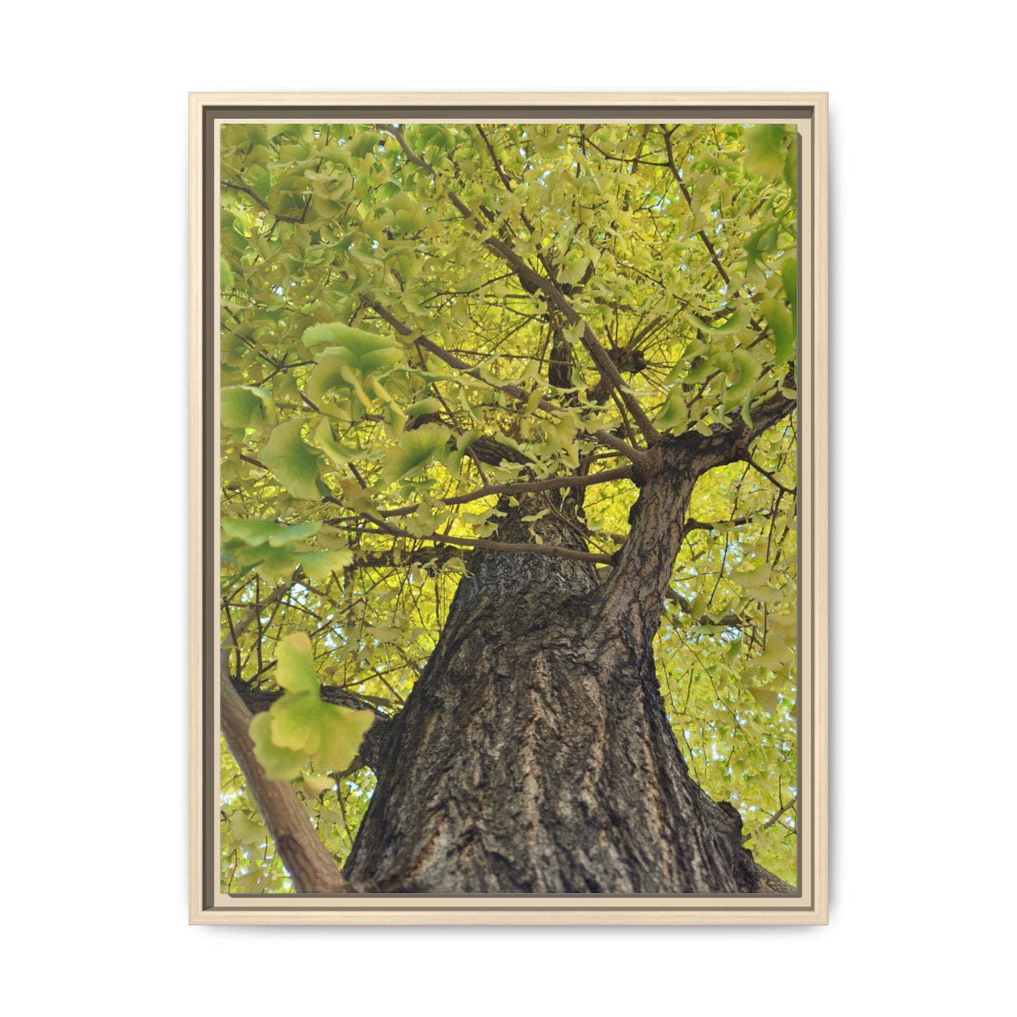 Sunlit Green Tree Canopy Framed Canvas Print — Botanical Nature Wall Art