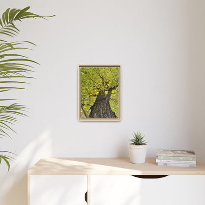 Sunlit Green Tree Canopy Framed Canvas Print — Botanical Nature Wall Art