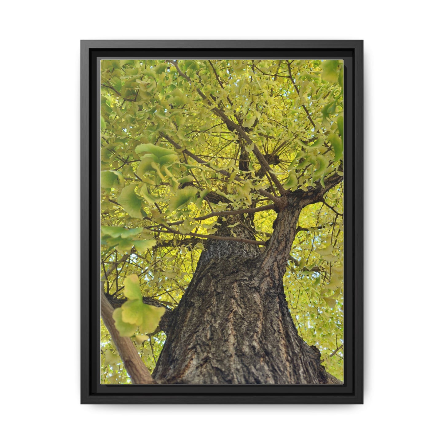 Sunlit Green Tree Canopy Framed Canvas Print — Botanical Nature Wall Art