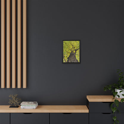 Sunlit Green Tree Canopy Framed Canvas Print — Botanical Nature Wall Art