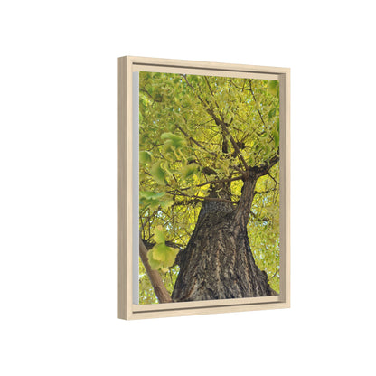 Sunlit Green Tree Canopy Framed Canvas Print — Botanical Nature Wall Art