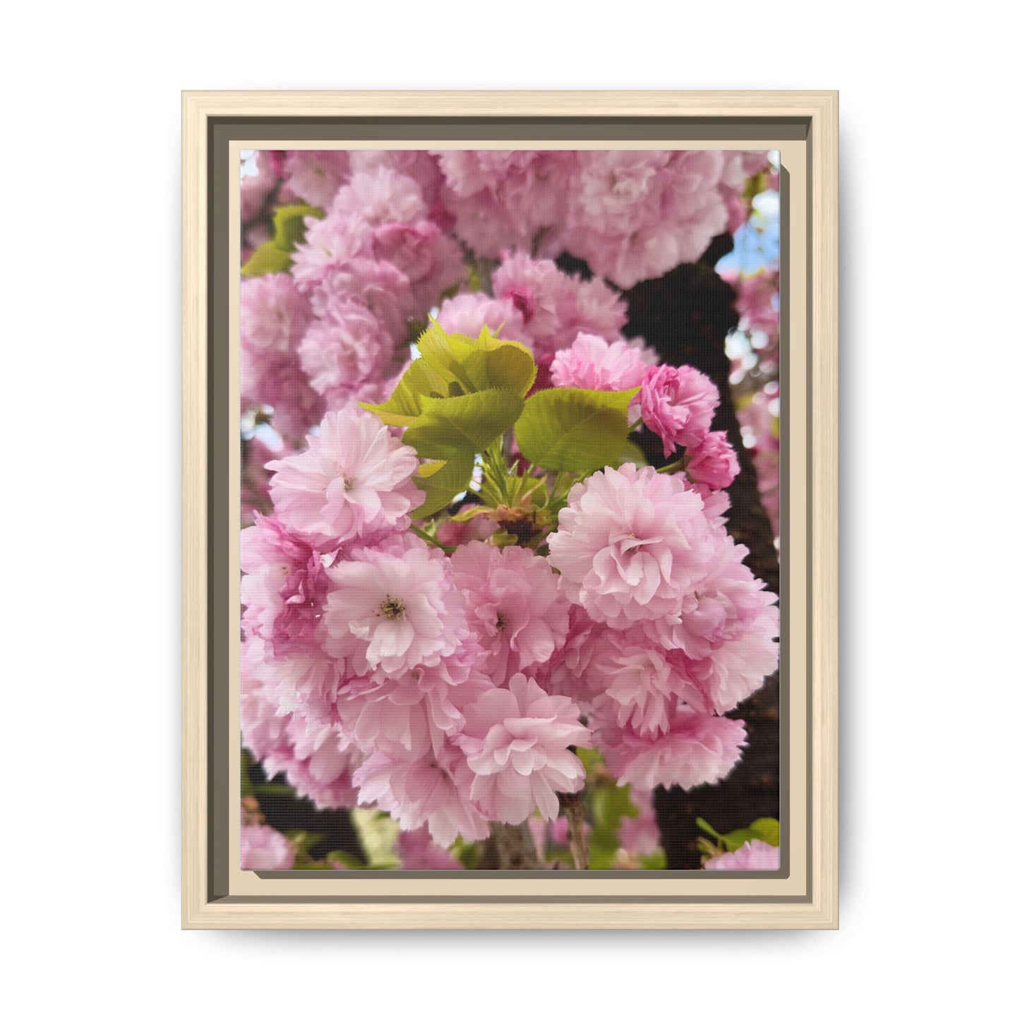 Pink Cherry Blossoms Framed Canvas Print — Japanese Spring Floral Wall Art