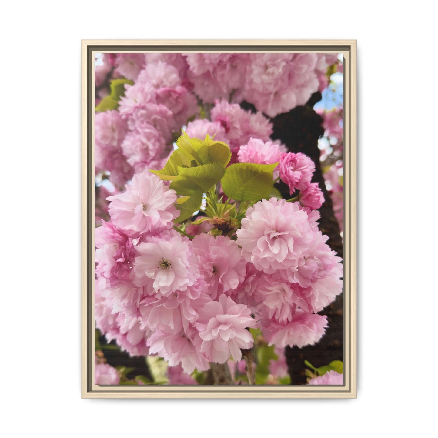 Pink Cherry Blossoms Framed Canvas Print — Japanese Spring Floral Wall Art