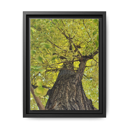 Sunlit Green Tree Canopy Framed Canvas Print — Botanical Nature Wall Art