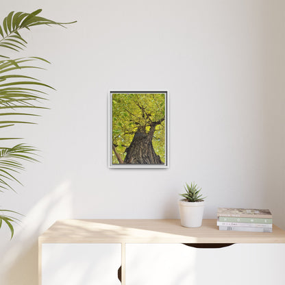 Sunlit Green Tree Canopy Framed Canvas Print — Botanical Nature Wall Art