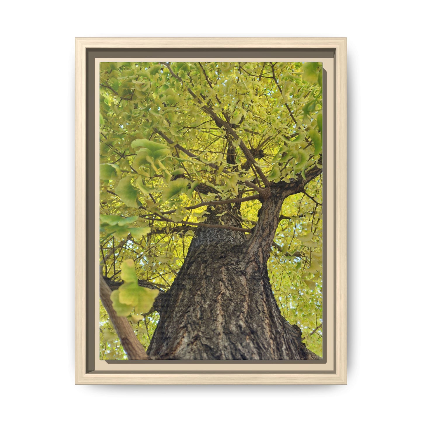 Sunlit Green Tree Canopy Framed Canvas Print — Botanical Nature Wall Art