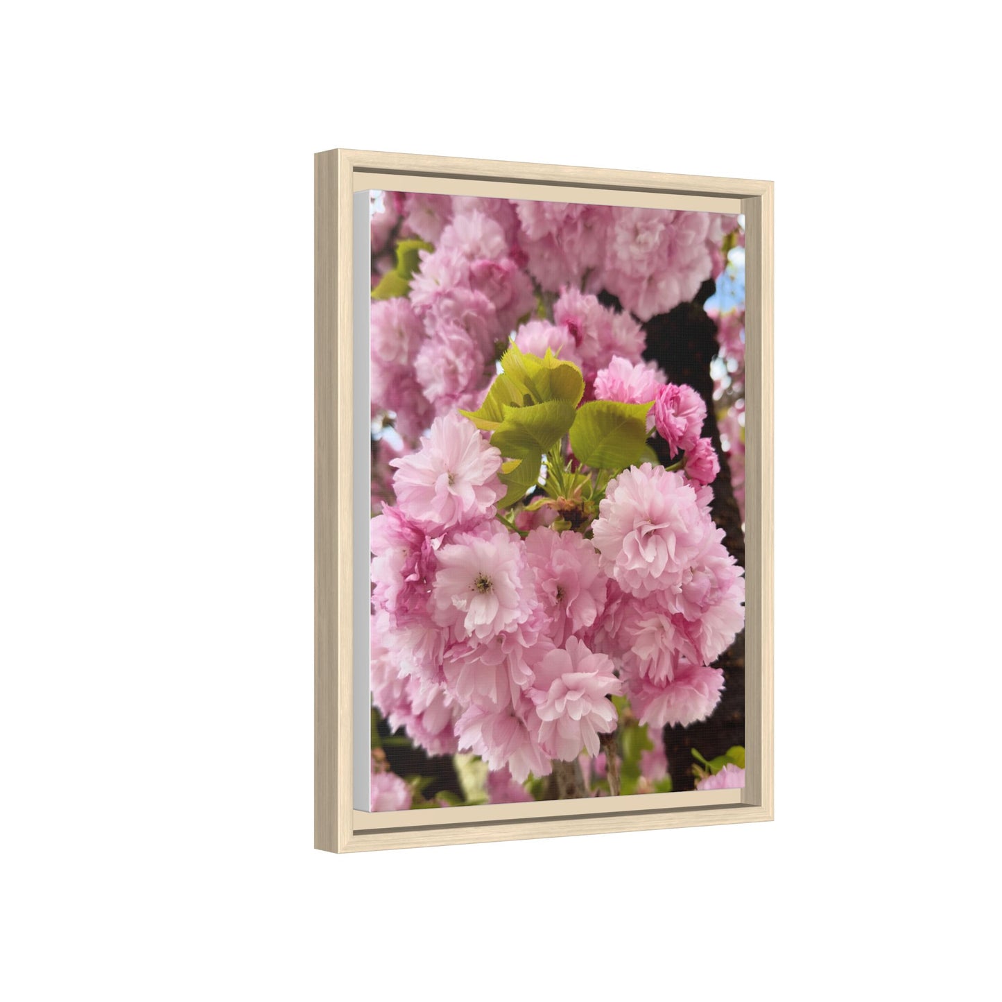 Pink Cherry Blossoms Framed Canvas Print — Japanese Spring Floral Wall Art