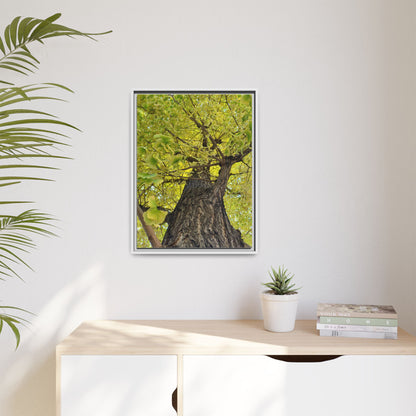 Sunlit Green Tree Canopy Framed Canvas Print — Botanical Nature Wall Art